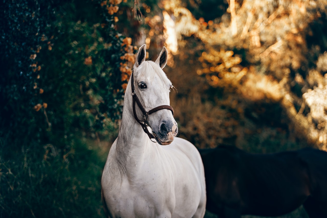 La fábula del ganso y el caballo