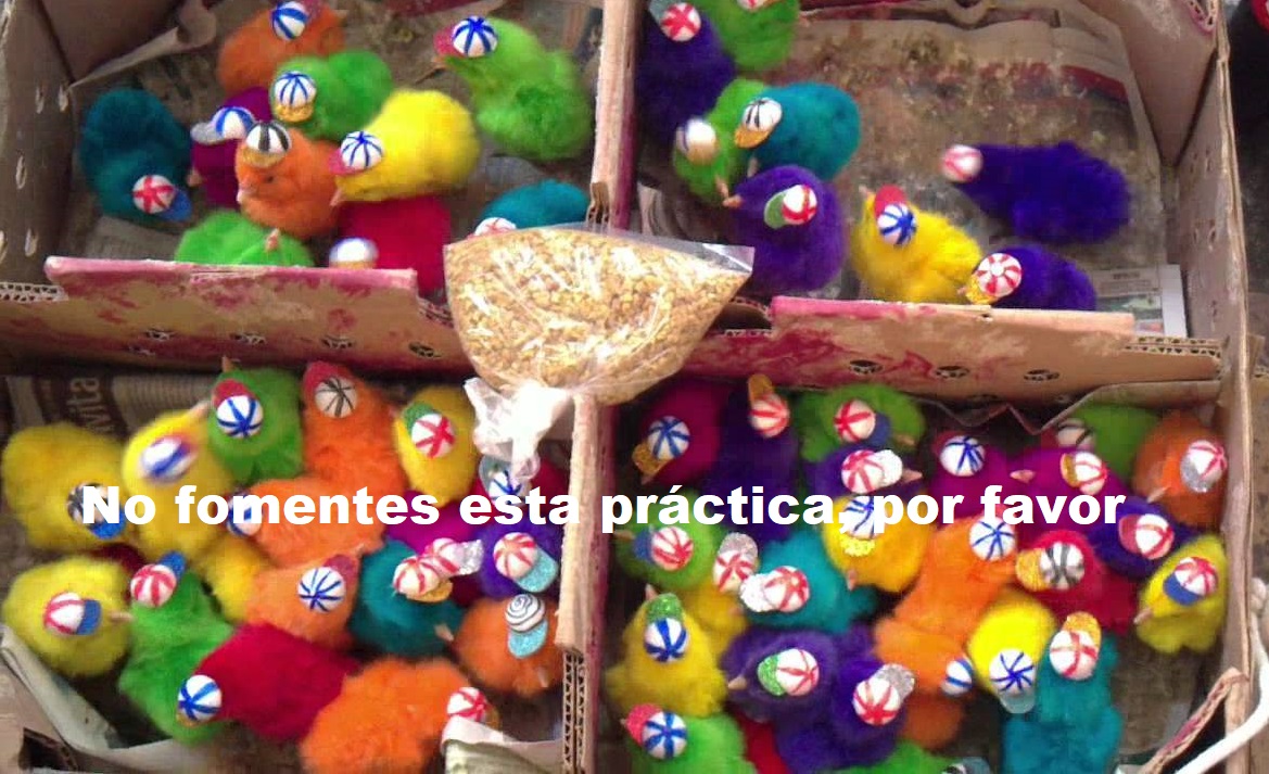 ¿Puede un reglamento imponerse sobre la ley?